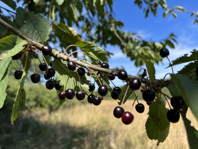 Chiltern Forage Farm